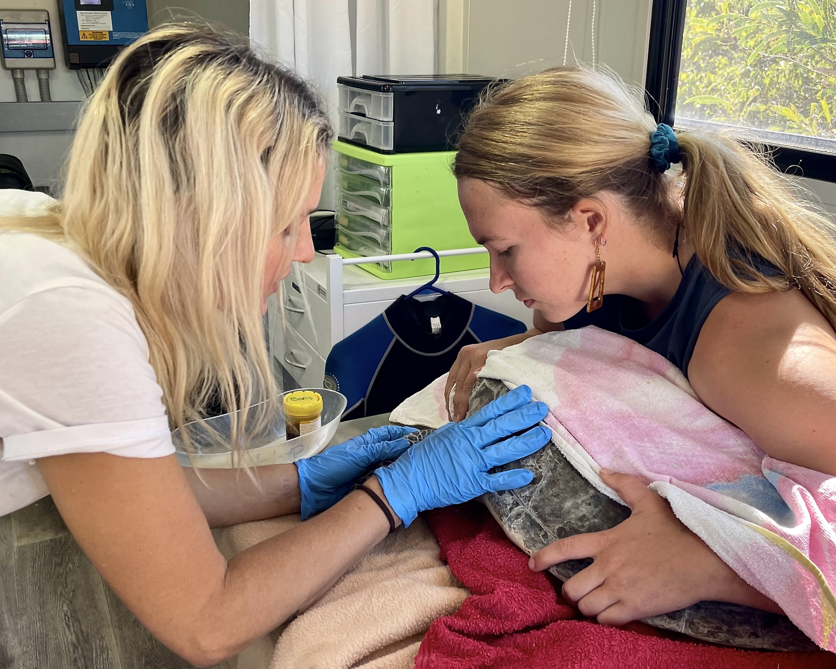 Turtle being treated
