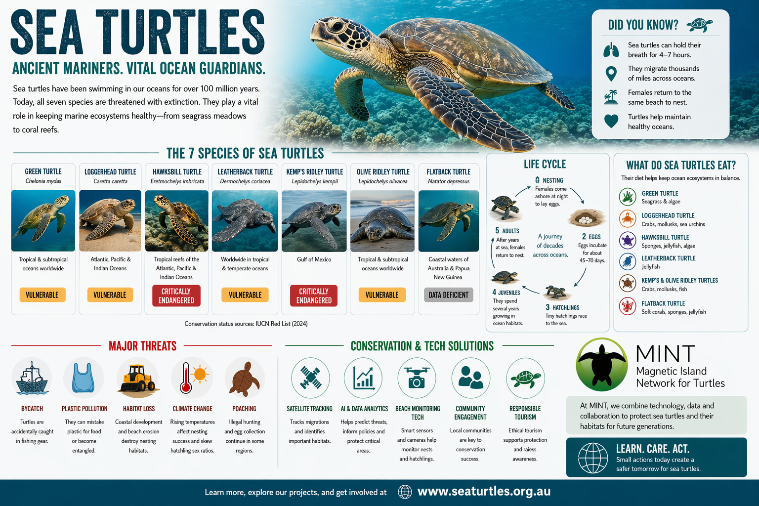 Sea turtles infographic